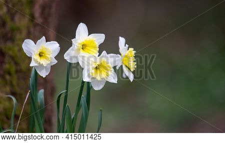 Flowers Of White Wild Daffodil Narcissus Pseudonarcissus, Amaryllidoideae, Amaryllidaceae.  Flowers 