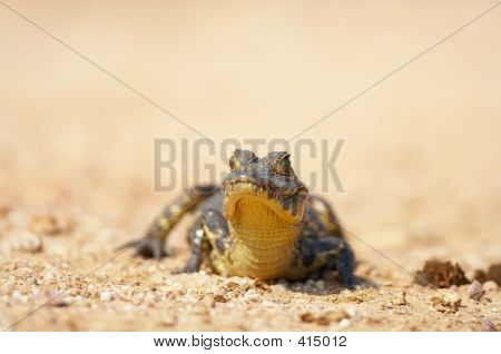 Baby Caiman