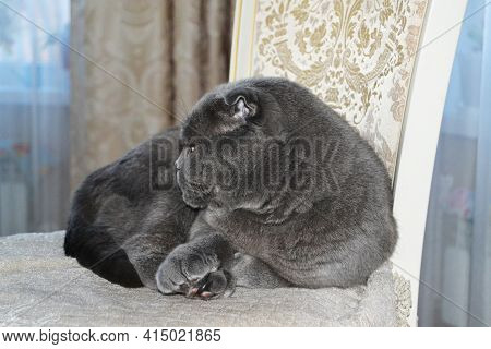 A Beautiful British Cat With Beautiful Eyes Lies Chair. British Short Hair Cat Blue