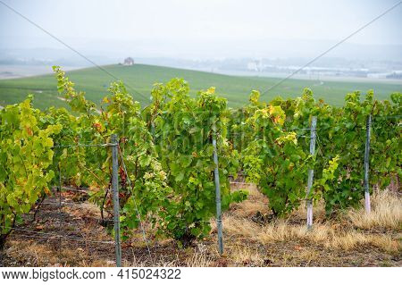 Landscape With Green Grand Cru Vineyards Near Epernay, Region Champagne, France In Rainy Day. Cultiv