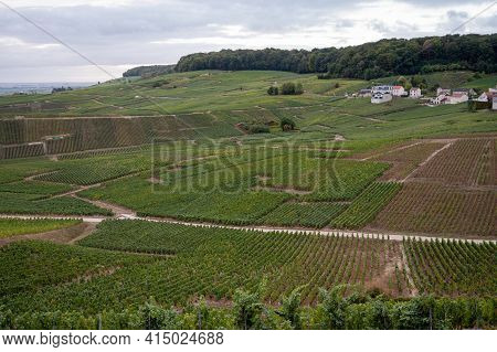 Landscape With Green Grand Cru Vineyards Near Epernay, Region Champagne, France In Autumn Rainy Day.