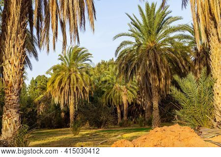 Plantation Of The Date Palm. Date Trees (phoenix) In An Oasis Near Ksar Ghilane, Sahara, Tunisia, No