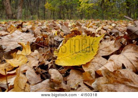Foglio di autunno