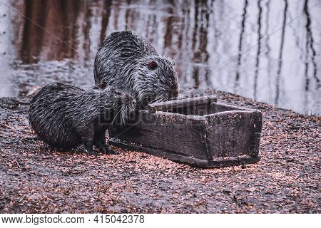Wet Nutria Eat Food In A Box. Ertil Village. Voronezh Region. Russia