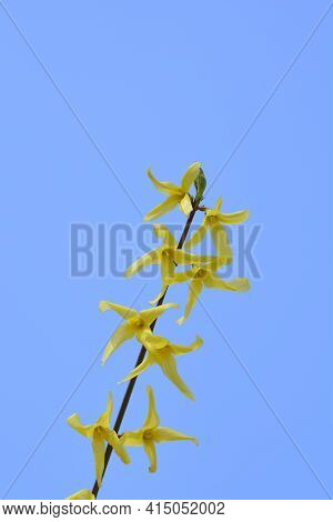 Weeping Forsythia Yellow Flowers - Latin Name - Forsythia Suspensa
