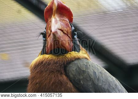 The Rufous Hornbill Buceros Hydrocorax, Also Known As The Philippine Hornbill.
