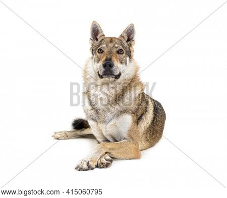 Czechoslovakian Wolfdog arms crossed lying in front