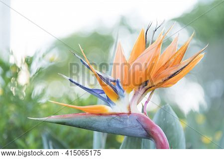 Strelitzia Reginae, Commonly Known As The Crane Flower, Bird Of Paradise Or Isigude. Close Up View O