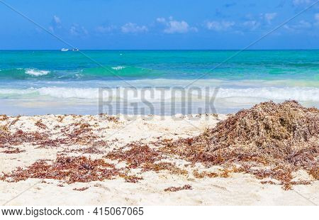 Red Seaweed At Tropical Mexican Beach 88 Punta Esmeralda In Playa Del Carmen Mexico.