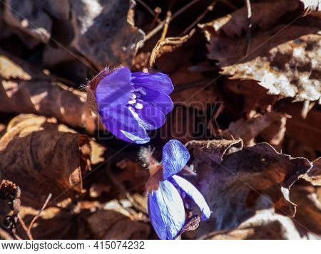 Beautiful Close Up Shot Of First Of The Spring Wildflowers Large Blue Hepatica