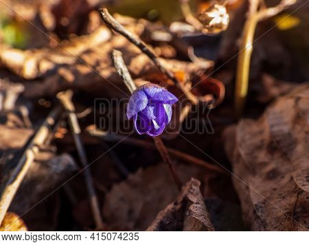 Beautiful Close Up Shot Of First Of The Spring Wildflowers Large Blue Hepatica