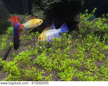 Various Aquarium Fish. Colorful Fish At The Bottom Of The Aquarium.