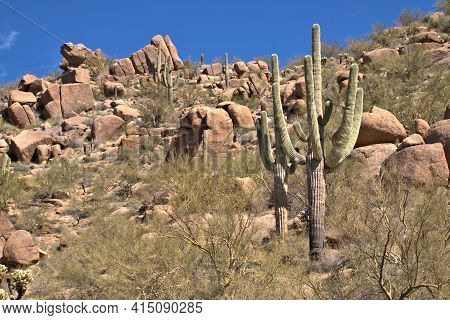 Arizona Desert Landscape