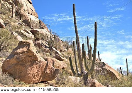 Arizona Desert Landscape
