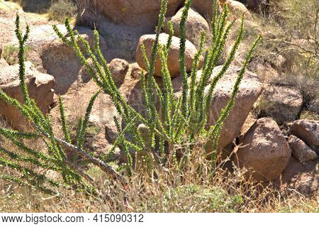 Sunlight Reflecting Off The Ocotillo (fouquieria Splendens) Are One Of Easiest Plants To Identify In