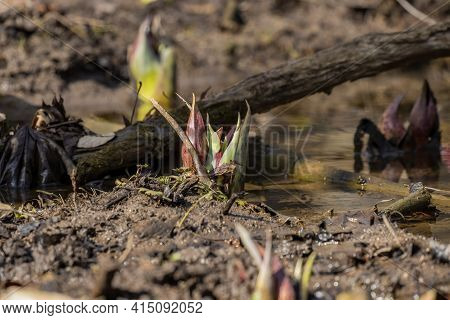 Skunk Cabbage (symplocarpus Foetidus)\ris One Of The First Native  Plants To Grow And Bloom In Early