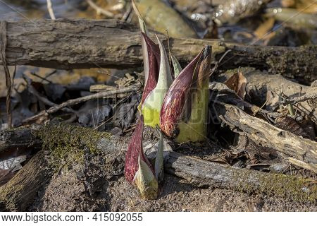 Skunk Cabbage (symplocarpus Foetidus)\ris One Of The First Native  Plants To Grow And Bloom In Early