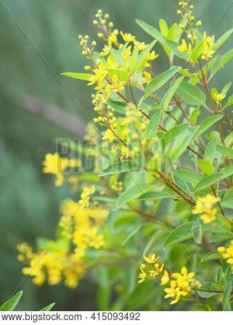 Little Yellow Flower Thryallis Glauca, Galphimia, Gold Shower Medium Shrub Dark Yellow Flowers Inflo