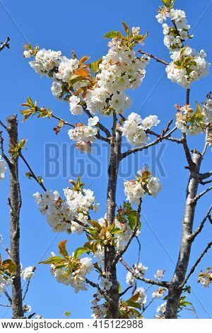 Cherry Blossoms In Sant Climent De Llobregar Barcelona Spain