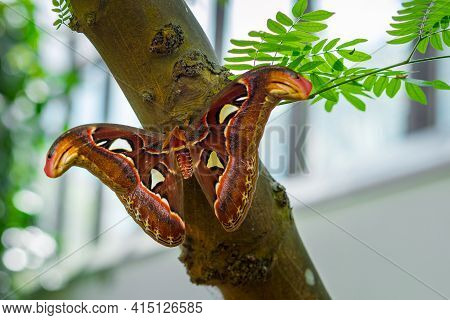 Attacus Atlas, The Atlas Moth, Large Saturniid Moth, Sitting On A Tree Branch With Spread Wings. Big