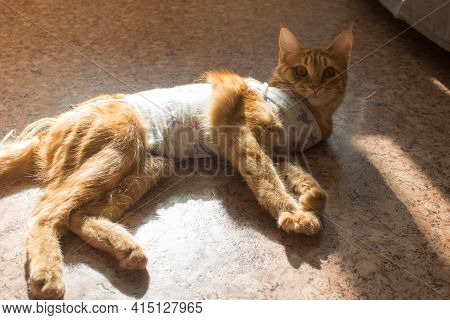 Postoperative Bandage On A Cat. Care Of A Pet After A Cavitary Operation, Castration, Sterilization.