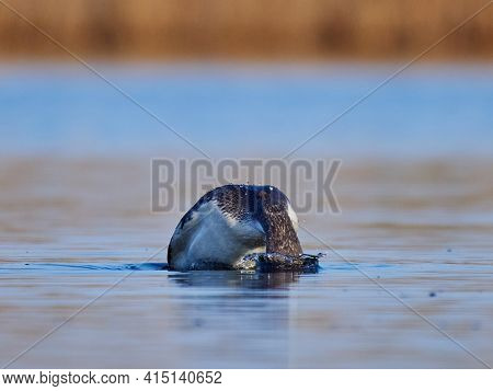 Black-throated diver (Gavia arctica) in natural habitat