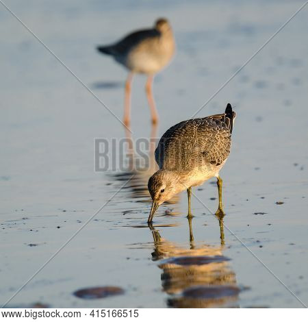 Charadriiformes - Wild Birds On The Sea Beach