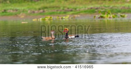 Two Red-crested Pochards,migratory, bird, Diving duck, Rhodonessa rufina,swimming in lake,copy space