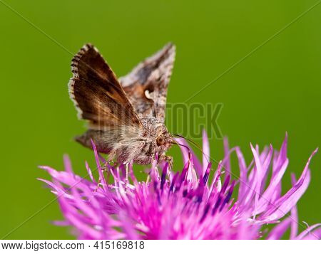 brown moth on beautiful purple blooming flower with green background (Autographa gamma)
