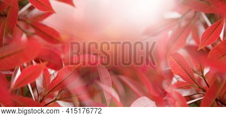 Closeup Nature View Of Red Leaves On A Blurred Red Background In Garden With Copy Space For Text To 