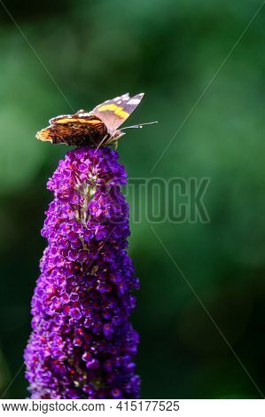 Red Admiral, Vanessa Atalanta, Butterflies On Buddleja Flower Or Butterfly Bush. High Quality Photo
