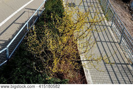 Dogwood Solitary Shrub Blooming On The Waterfront By The River In Yellow. It Is A Decorative Gem Of 
