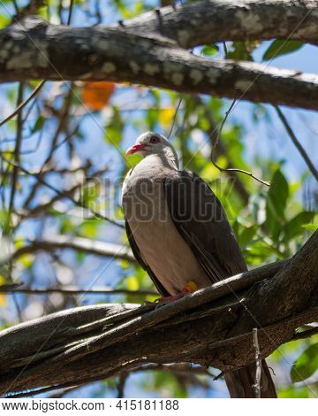 A Rare And Endangered Pink Pigeon (nesoenas Mayeri), Perched On A Tree Branch On The Islet Of Ile Au