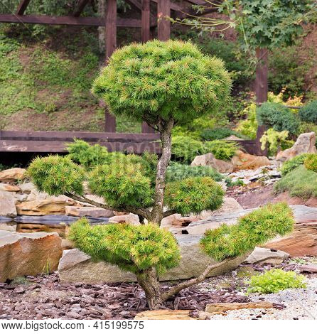 European Bonsai Spruce With Fluffy Needles And Beautiful Delicately Trimmed Branches Against The Bac