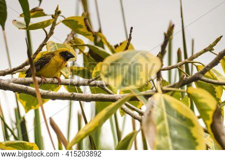 Asian Golden Weaver Perching On Grass Stem In Paddy Field. Ploceus Hypoxanthus Bird In Tropical Fore