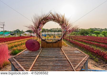 Rachaburi,thailand - 24 March, 2021: Beautiful Colorful Chinese Wool Flower Farm At Nuanaboon Flower