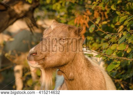 Portrait Of An Earless Goat In The Sunlight