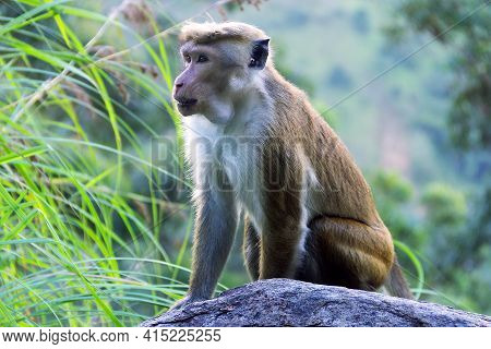 Monkey On The Background Of Rainforested Mountains. Endemic Fauna Of Sri Lanka. Pale-fronted Toque M
