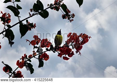 Purple-rumped Sunbird (nectarinia Zeylonica) Bird Drink Nectarfrom Ipomea (morning Glory) Vine With 