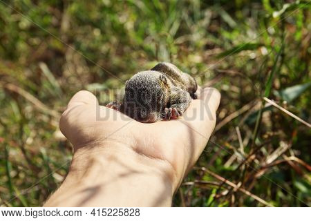 Indian Palm Squirrel (funambulus Palmarium) Pup In Hand, A Kit About A Month Old. Thailand