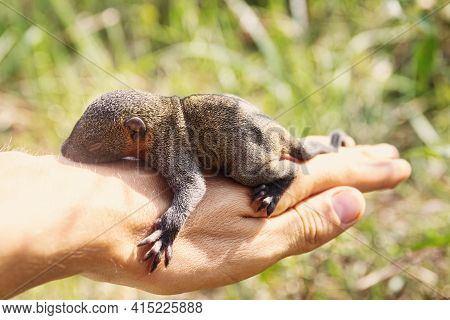 Indian Palm Squirrel (funambulus Palmarium) Pup In Hand, A Kit About A Month Old. Thailand