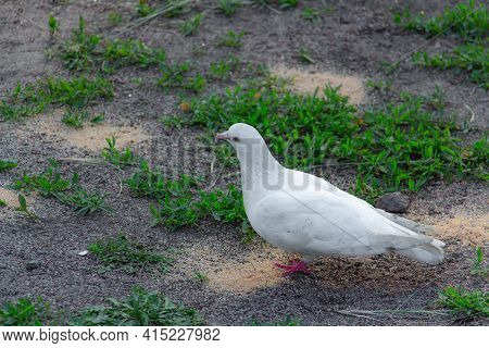 Beautiful White Dove In Pakra Eating Grain