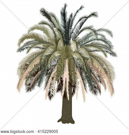 Big Palm Tree Vector Stock Illustration. Tropical Tree With Palm Green Leaves. Summer, Resort, South