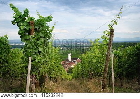 Summer View Between The Vines Of The Vineyard And The Bell Tower Of Katzenthal, Famous Winemaking Vi