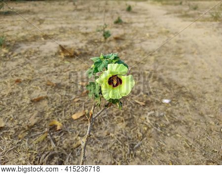 A Beautiful Yellow Colour Cotton Flowers Plant
