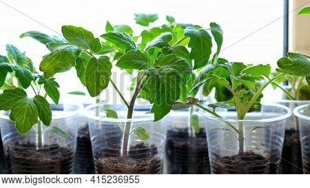 Small Green Tomato Seedlings In A Plastic Cups On A Window Sill, Vegetable Seed Growing Indoors For 