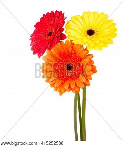 Beautiful Gerbera Flowers Isolated On White Background