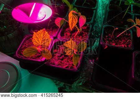 Artificial Lighting And Lengthening Of Daylight Hours For Plants Using A Special Lamp To Improve The