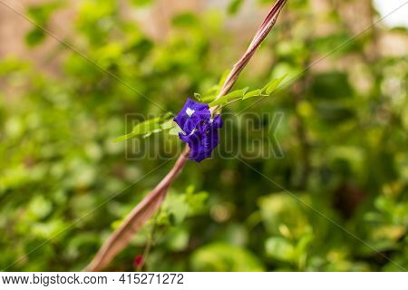 Blue Indian Aparajita Flower Also Known As Asian Pigeonwings