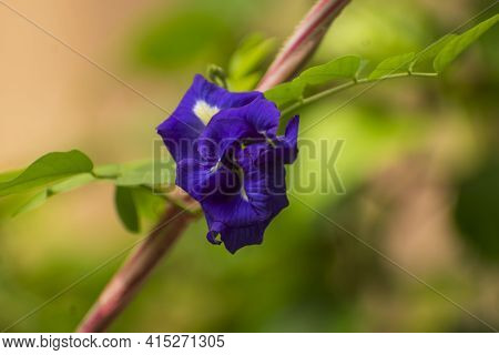 Blue Indian Aparajita Flower Also Known As Asian Pigeonwings